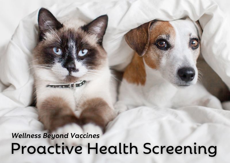 Carousel Slide 3: Pet Health Screening