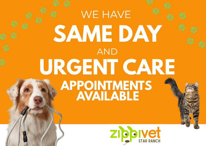 Carousel Slide 2: Book An Appointment Now>>