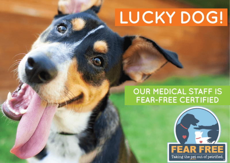 Carousel Slide 2: Proud to be a Fear-Free accredited veterinary office!